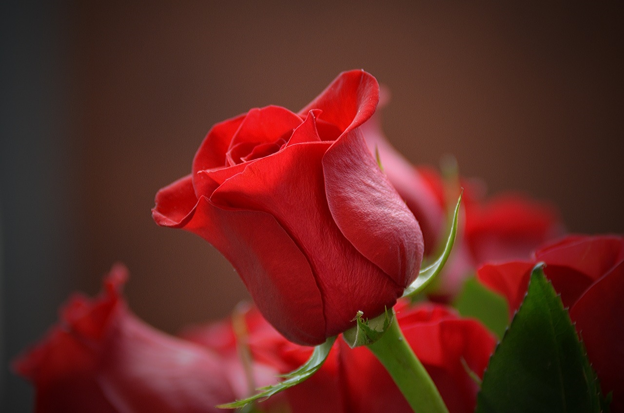 róża w doniczce usycha