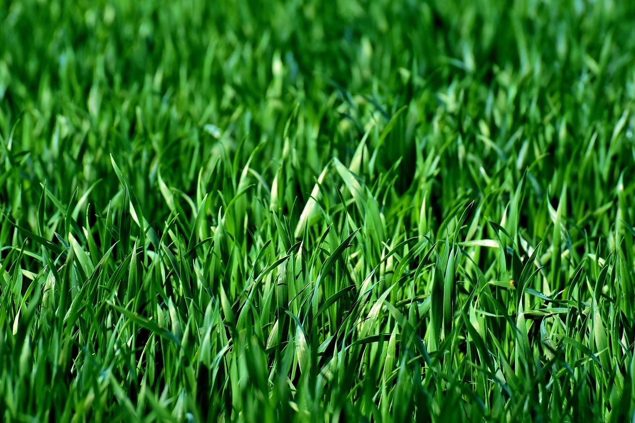 trawy ozdobne na taras