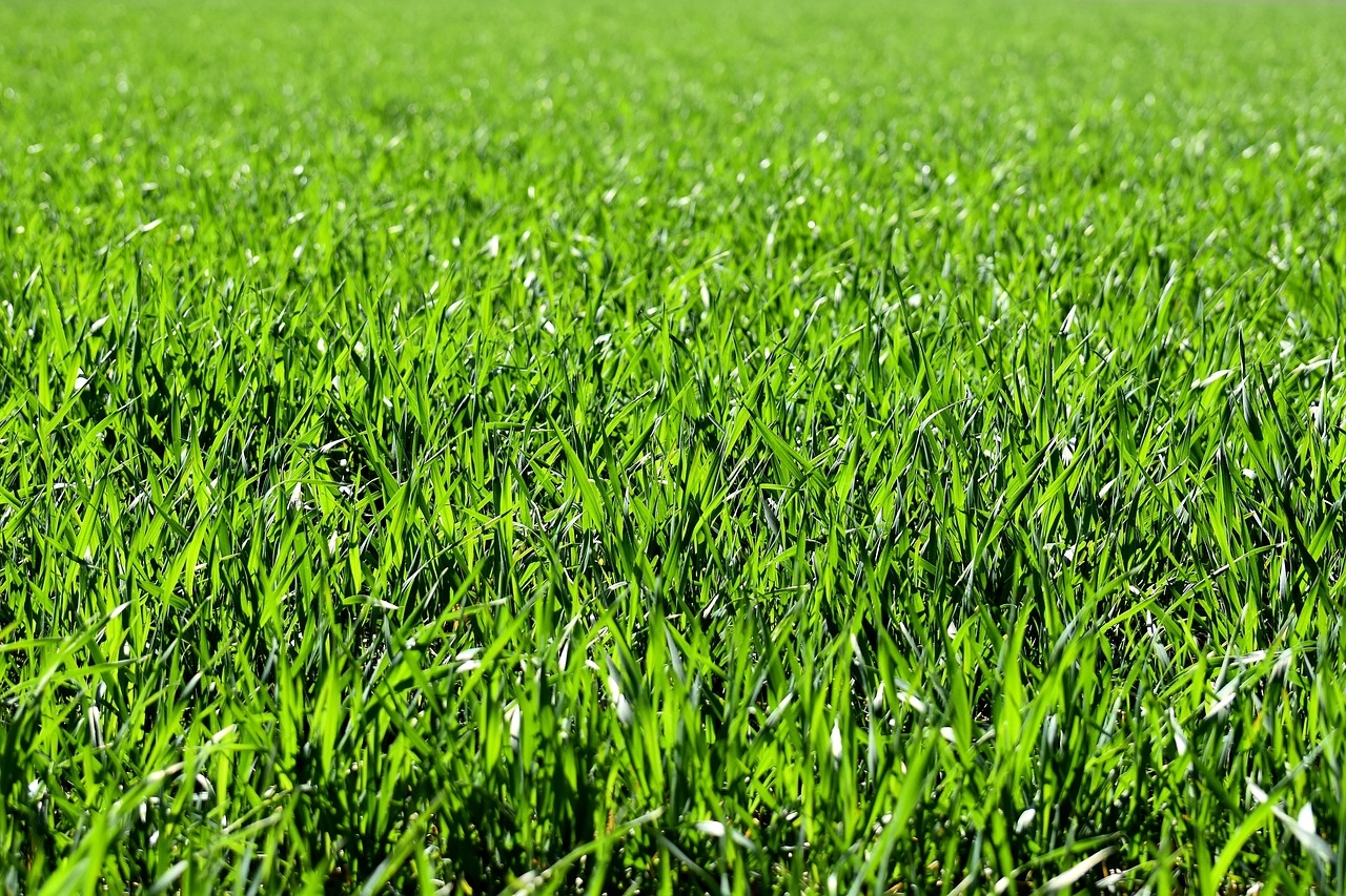 trawy ozdobne w donicach na taras